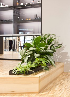 asphaltgold Shop in Darmstadt Innenarchitektur und Design Bodenintarsie in einer Holzstufe mit Bepflanzung